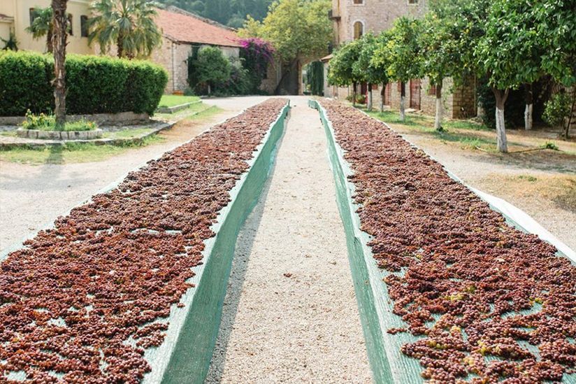 THE WINE TERROIRISTS