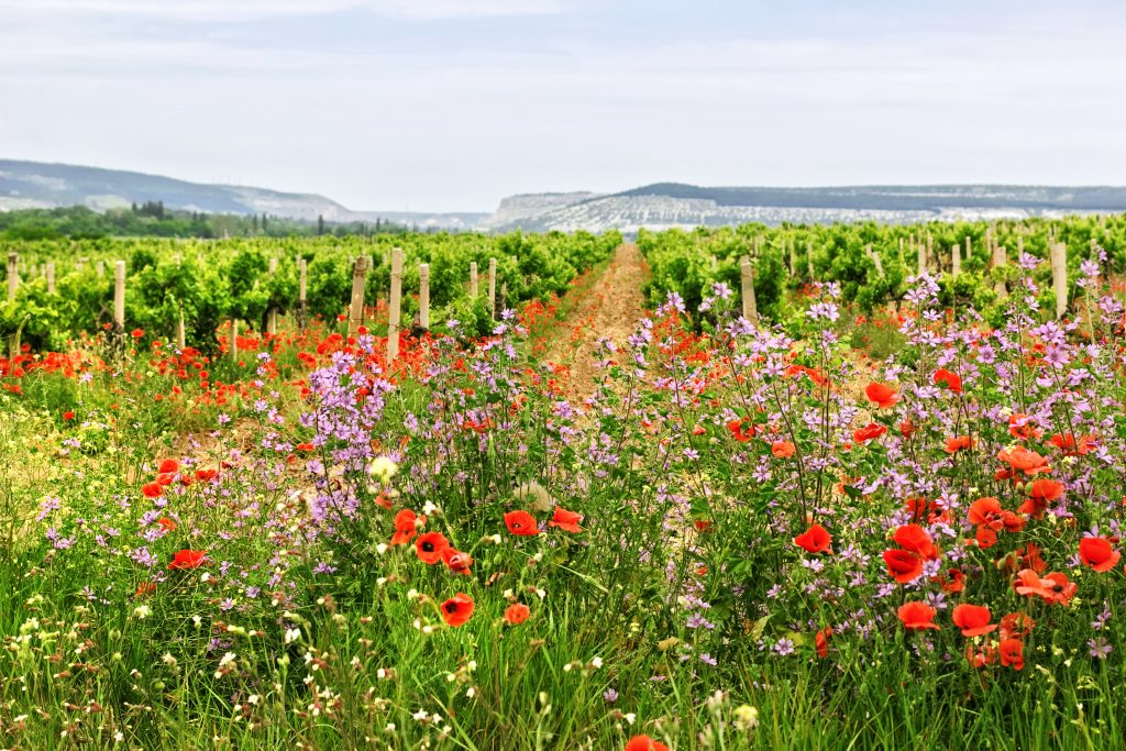 SPRING ATHENS WINE TOURS, GREECE | APRIL- MAY 2022
