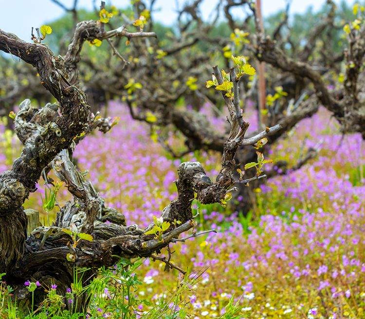 vineyard tour greece