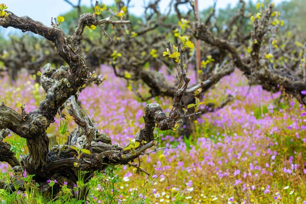 GREEK WINE JOURNEY